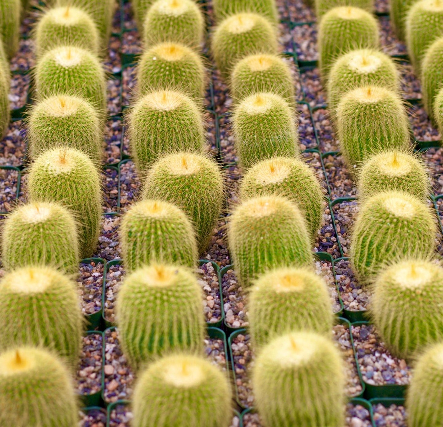 Parodia leninghausii small potted cacti with yellow spines in nursery trays
