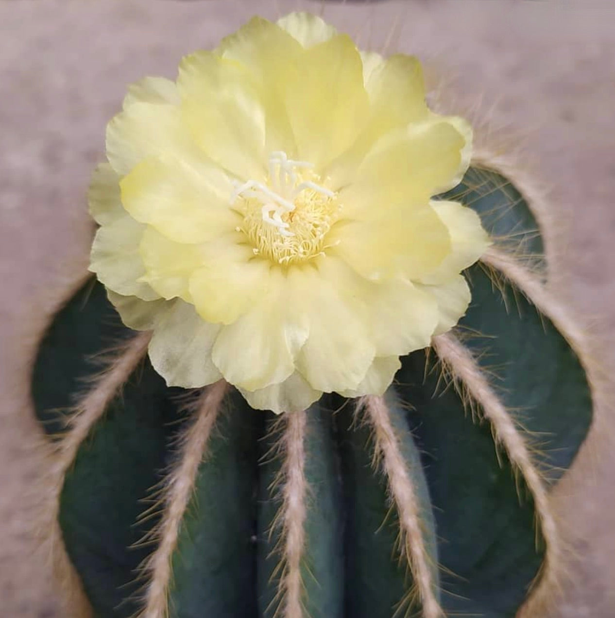 Parodia magnificus cactus con fiore giallo pallido e corpo verde rigato