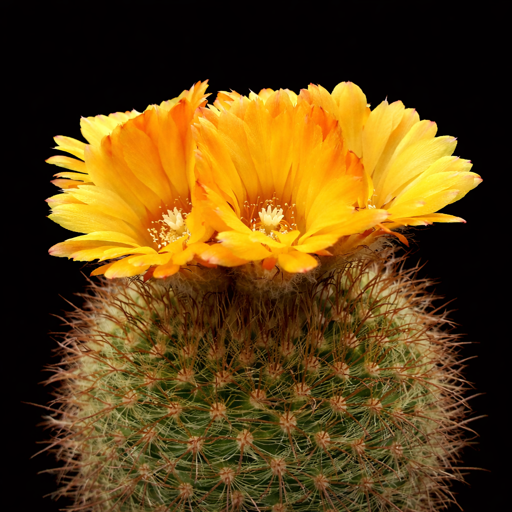 Parodia microsperma cactus with bright yellow-orange flowers and dense spines