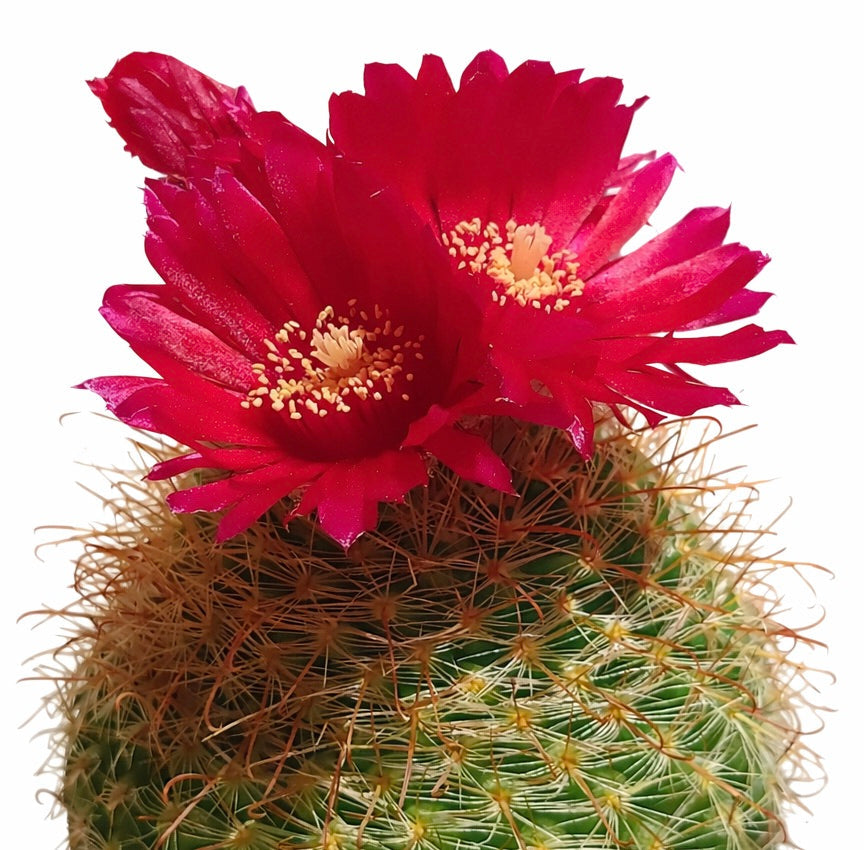 Parodia microsperma var. weberiana cactus con fiori rosso brillante e spine dorate dense