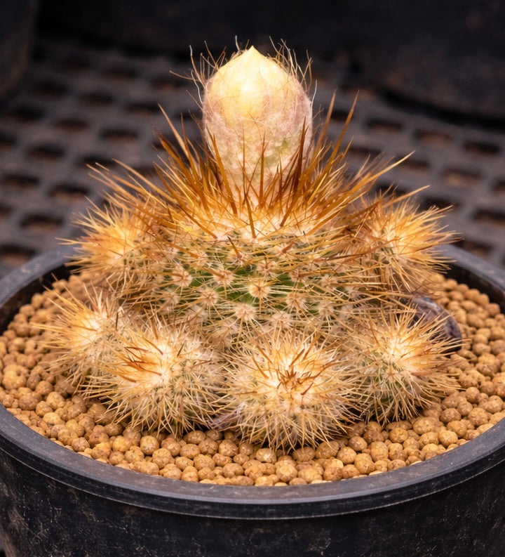 Parodia minima cactus with dense golden spines and a large flower bud in black pot