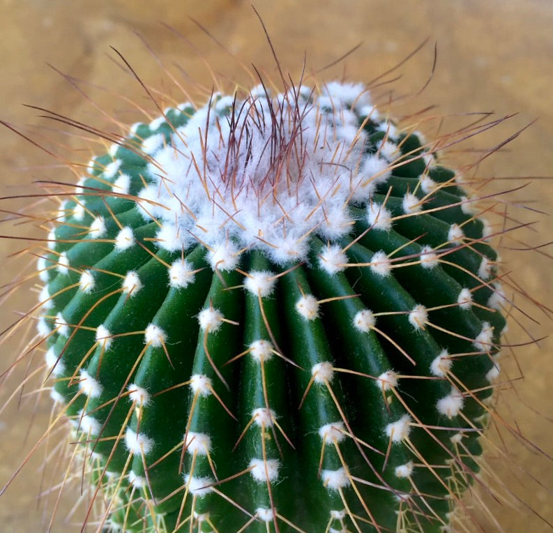 Parodia nigrispinus cactus with dense white wool and long brown spines close-up