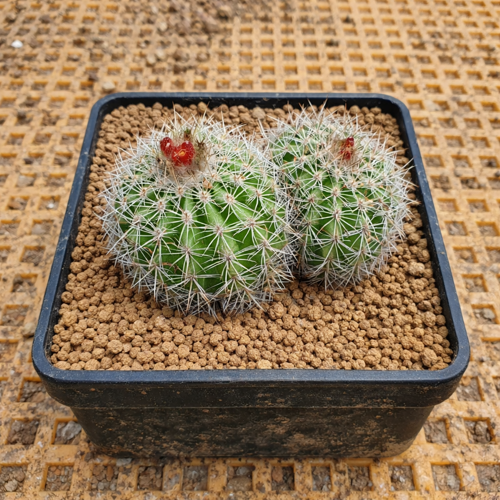 Parodia procera var. gracilis piccolo cactus verde con spine bianche e frutto rosso in vaso nero