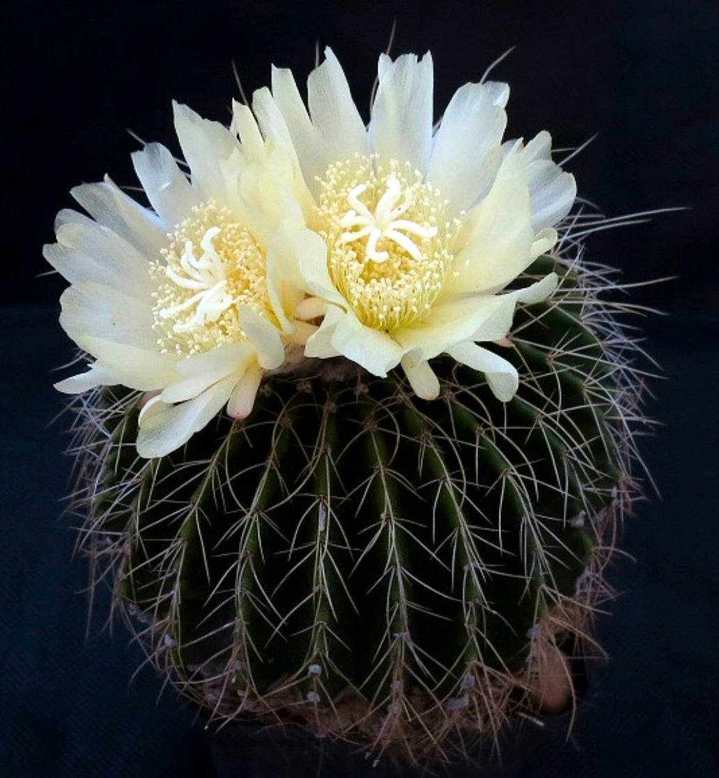 Parodia schumannianus cactus with pale yellow flowers and sharp spines succulent specimen