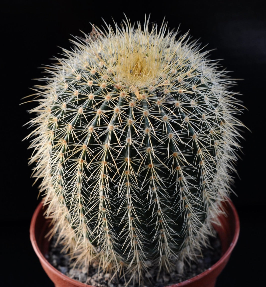 Parodia schumannianus var. brevispinus, cactus rotondo con spine giallastre dense in vaso
