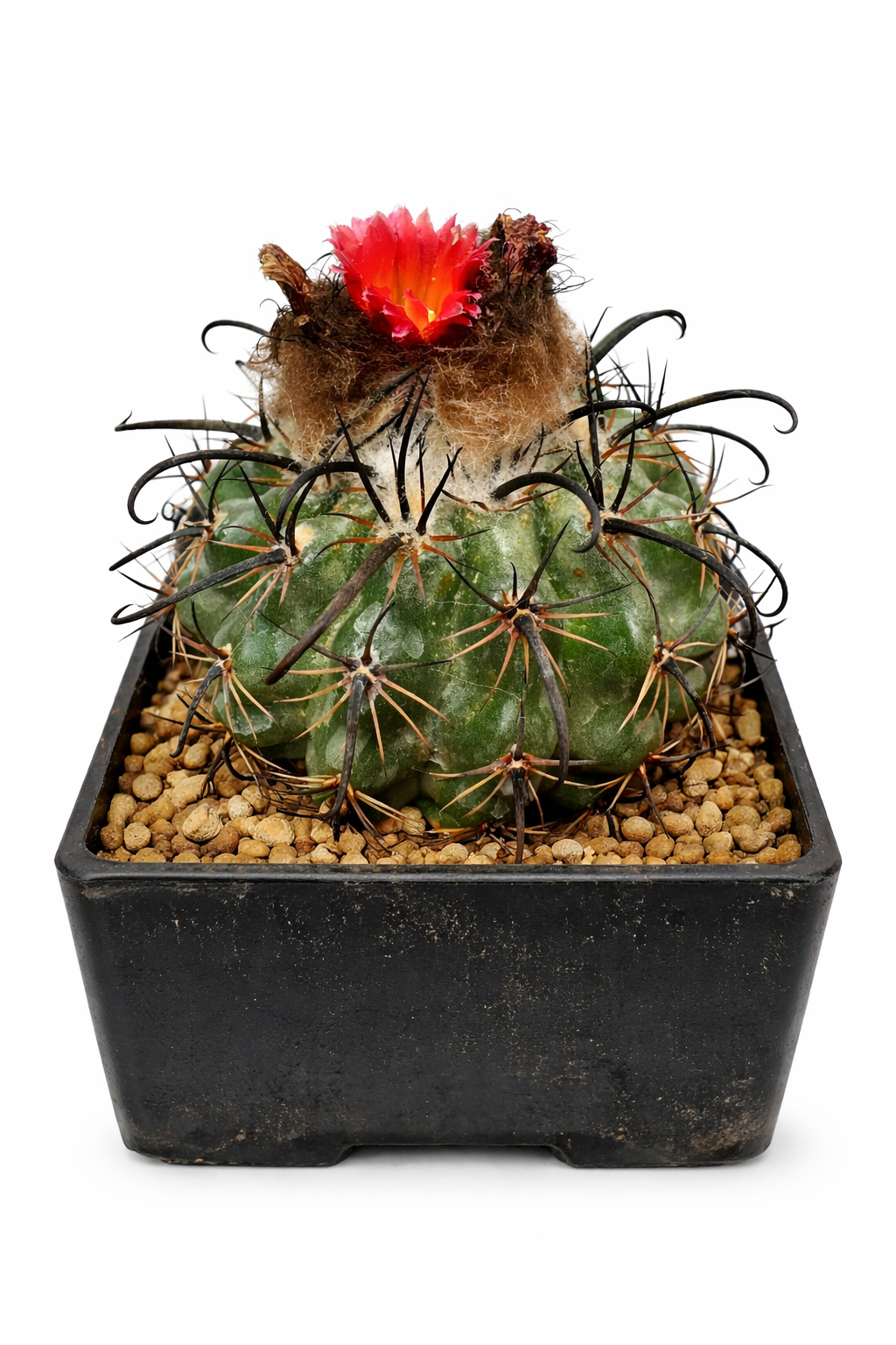 Parodia subterranea cactus with curved black spines and bright red flower in black pot