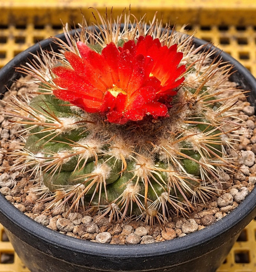 Cactus Parodia sucrensis con fiore rosso brillante e lunghe spine in vaso nero