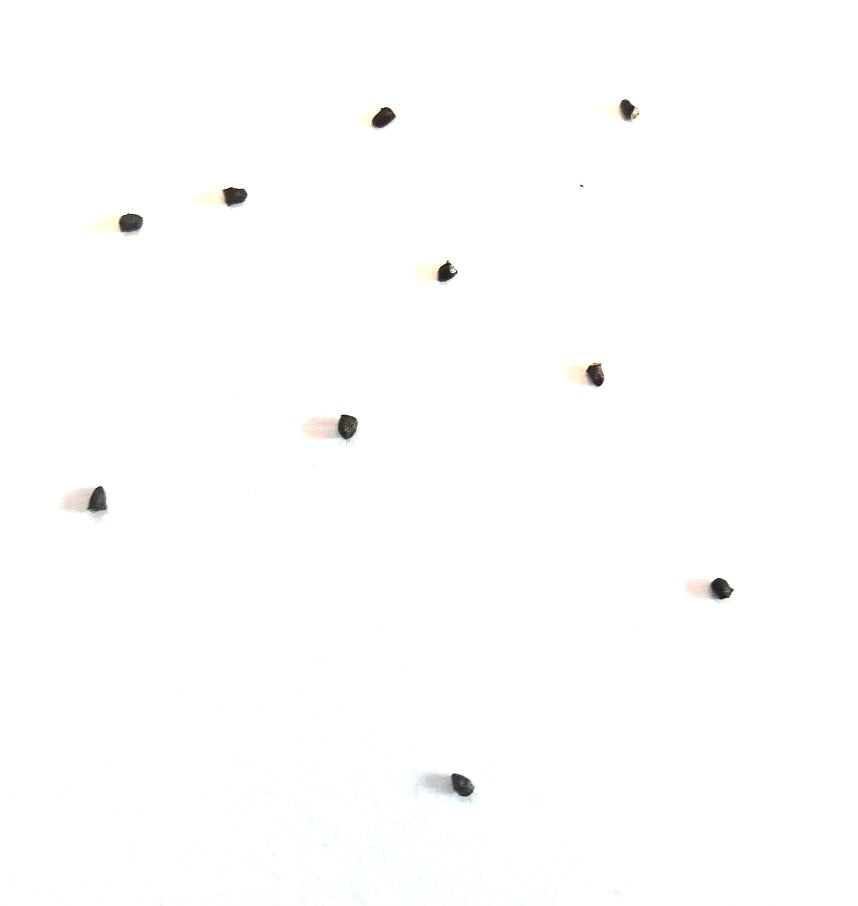 Parodia warasii cactus seeds scattered on white background