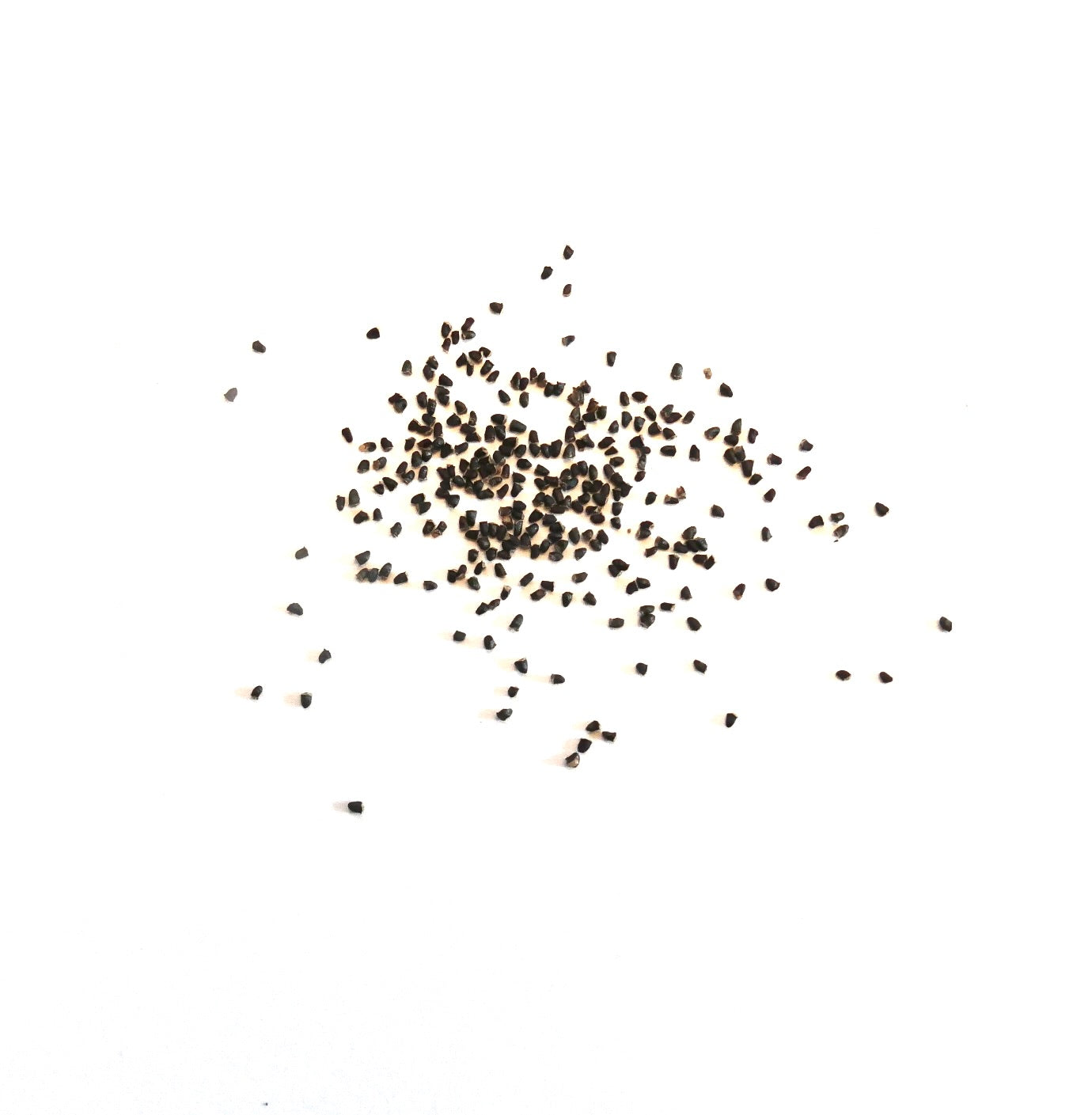 Parodia warasii cactus seeds scattered on white background