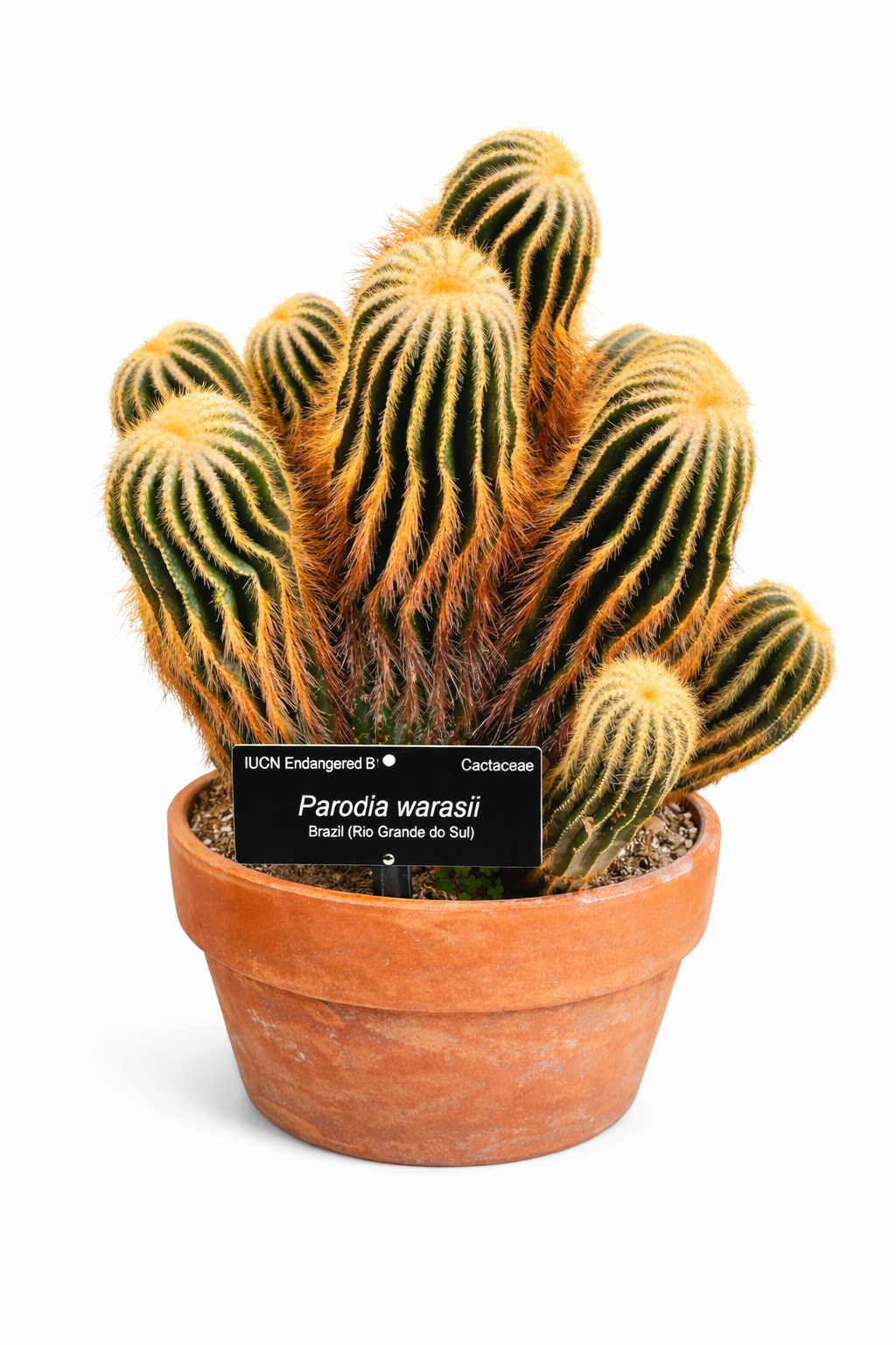 Parodia warasii cactus with golden spines in terracotta pot and identification label
