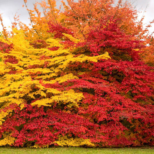 Parrotia persica cv 'Vanessa' vibrant autumn foliage with red and yellow leaves