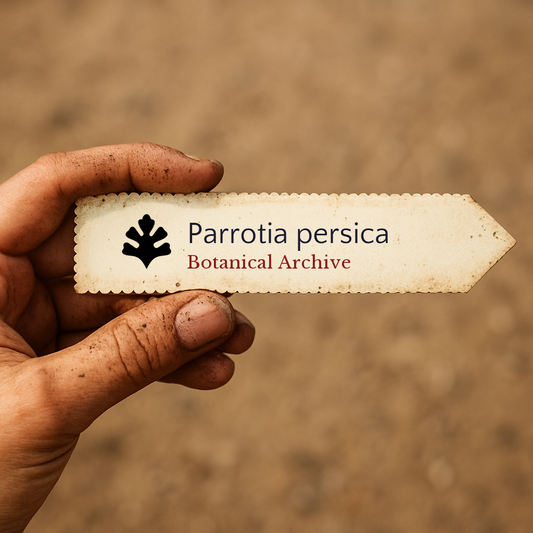 Printed plant label for Parrotia persica held by hand with dirt background