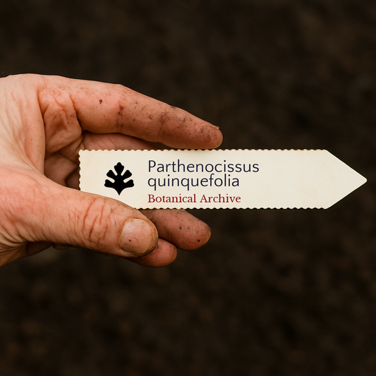 Printed plant label for Parthenocissus quinquefolia held by dirty hand over soil background