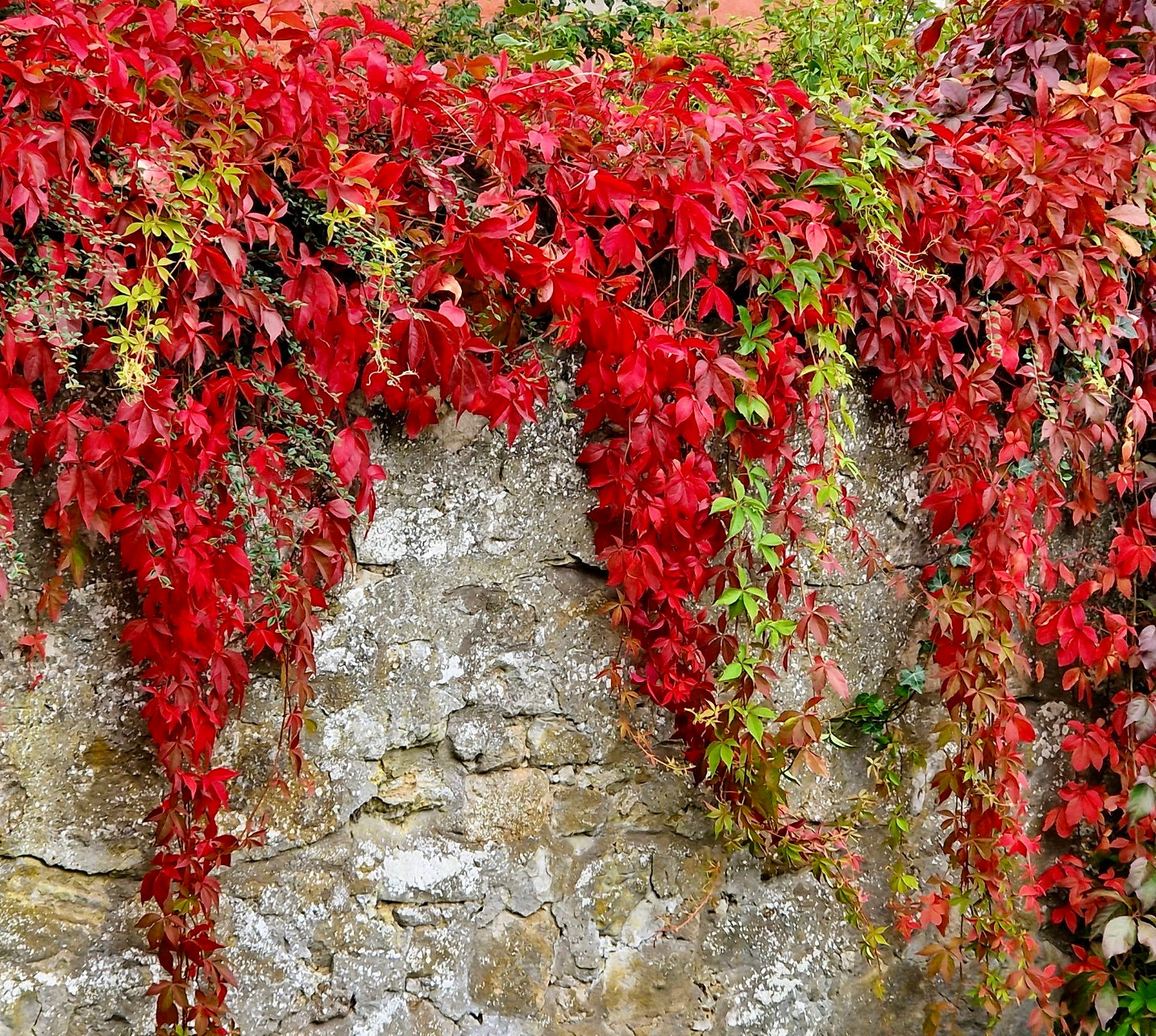 Le foglie rosso vibrante di Parthenocissus quinquefolia che si arrampicano su un muro di pietra rustico