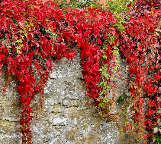 Le foglie rosso vibrante di Parthenocissus quinquefolia che si arrampicano su un muro di pietra rustico