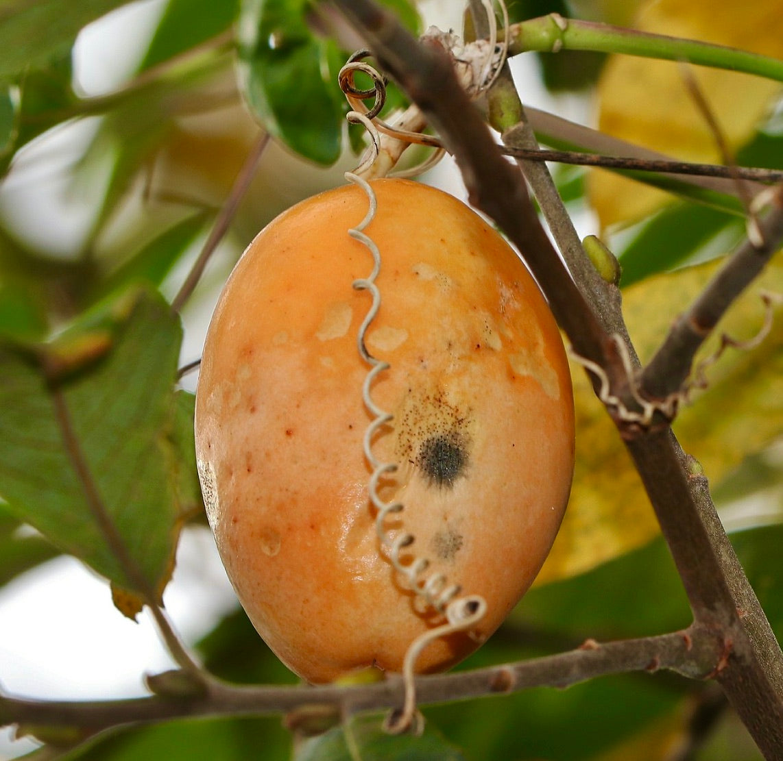Passiflora edulis ripe orange fruit with curling tendril and green leaves on vine