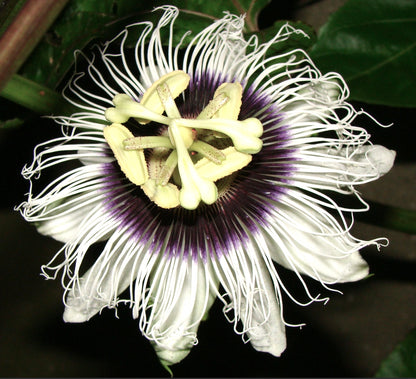 Passiflora edulis flower with intricate white and purple filaments and pale yellow stamens