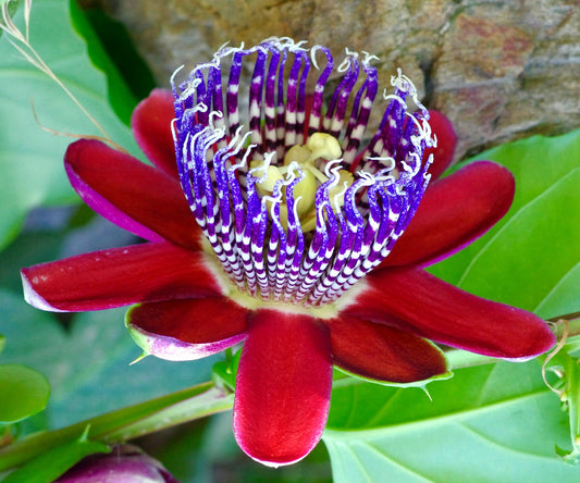 Passiflora quadrangularis vibrant red and purple exotic tropical flower close-up