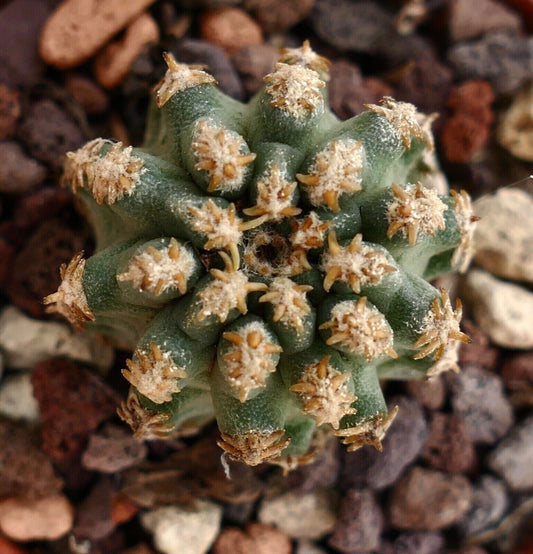 Pediocactus sp. small pincushion cactus with green tubercles and brown spines on rocky soil