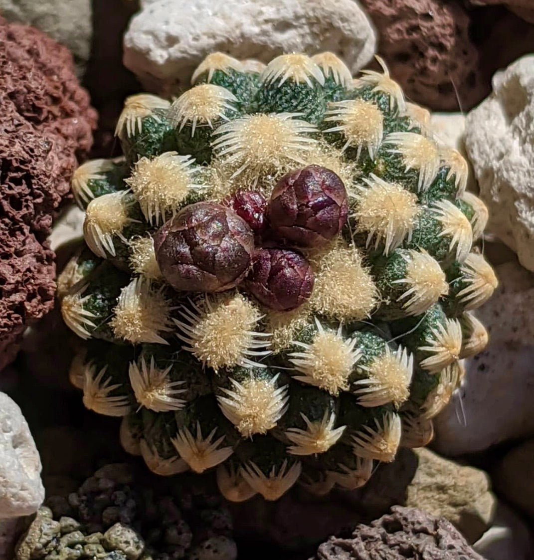 Pediocactus knowltonii raro piccolo cactus con spine bianche e grappoli di frutti viola scuro
