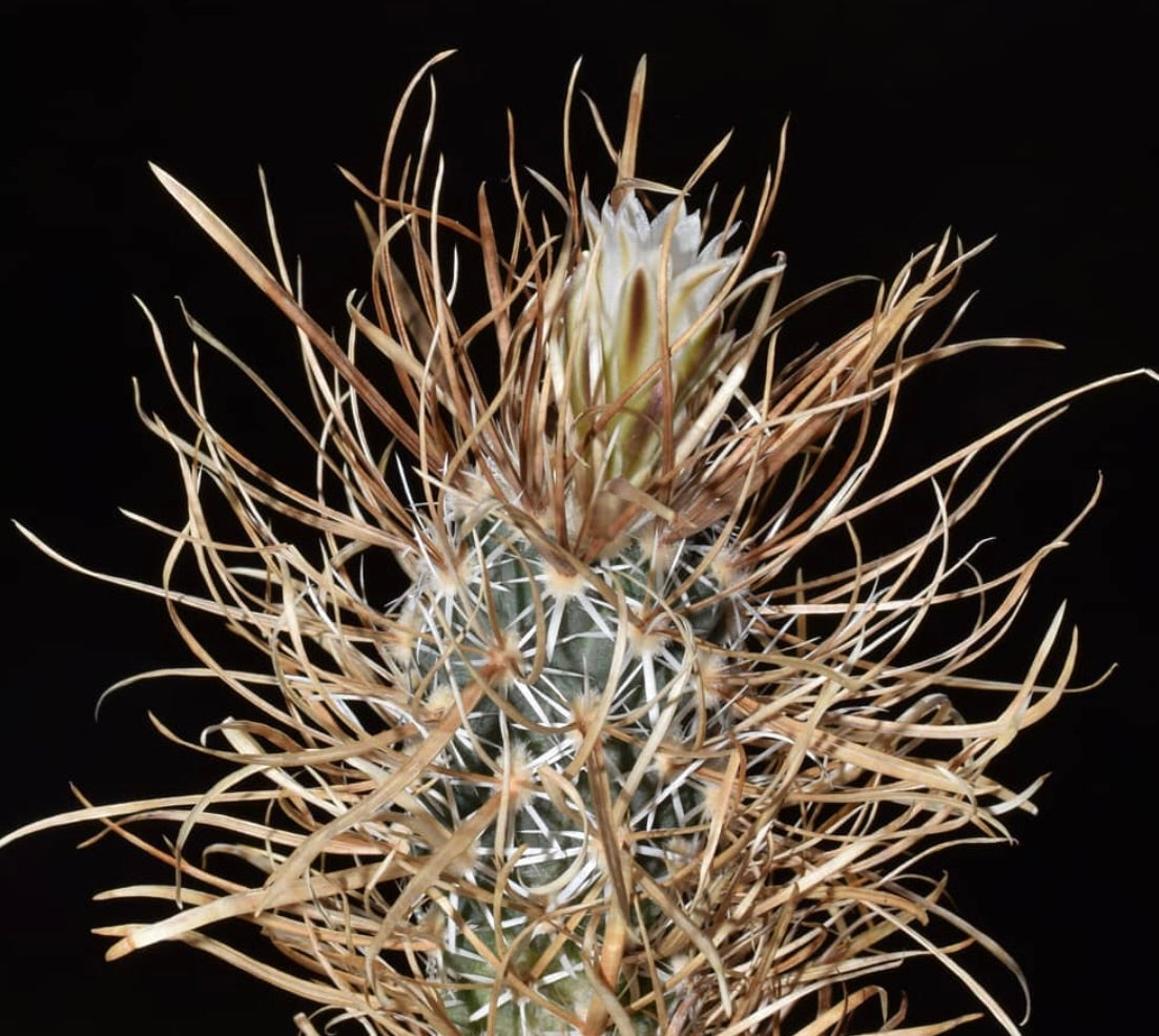 Pediocactus papyracantha rare cactus with long papery spines and white flower bud