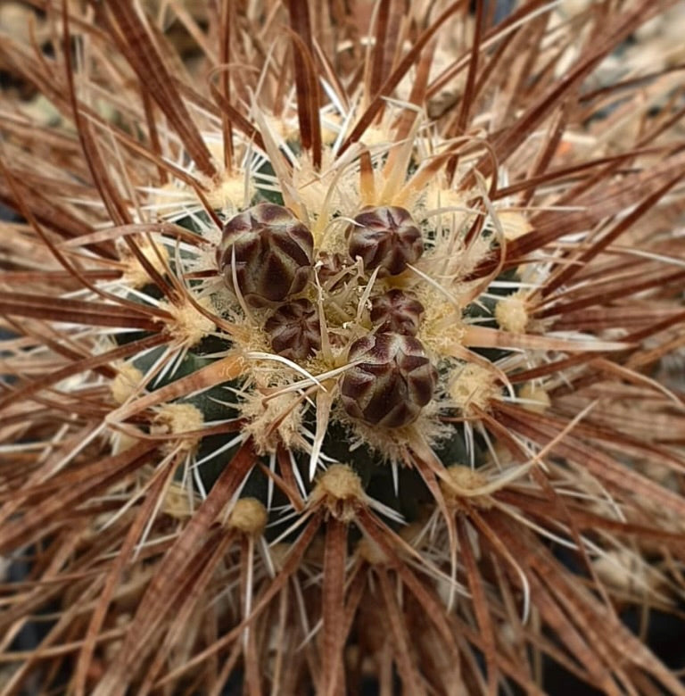 Pediocactus papyracantha, raro cactus con spine marroni dense e boccioli di fiori in sviluppo
