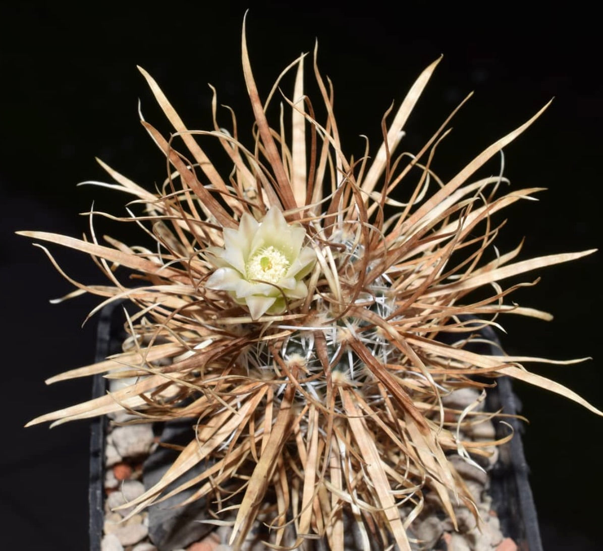 Pediocactus papyracantha rare cactus with long brown spines and pale yellow flower