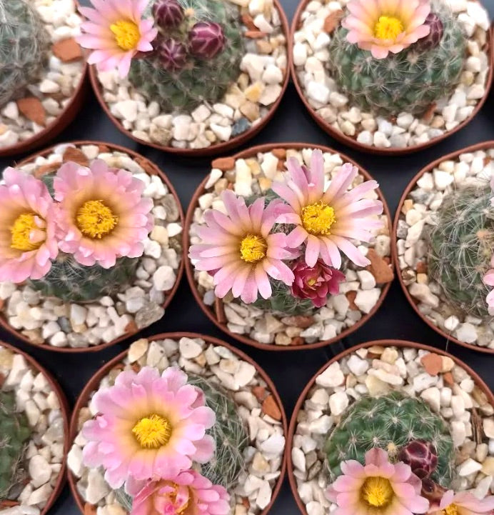 Pediocactus paradinei small flowering cactus with pink petals and yellow centers in pots