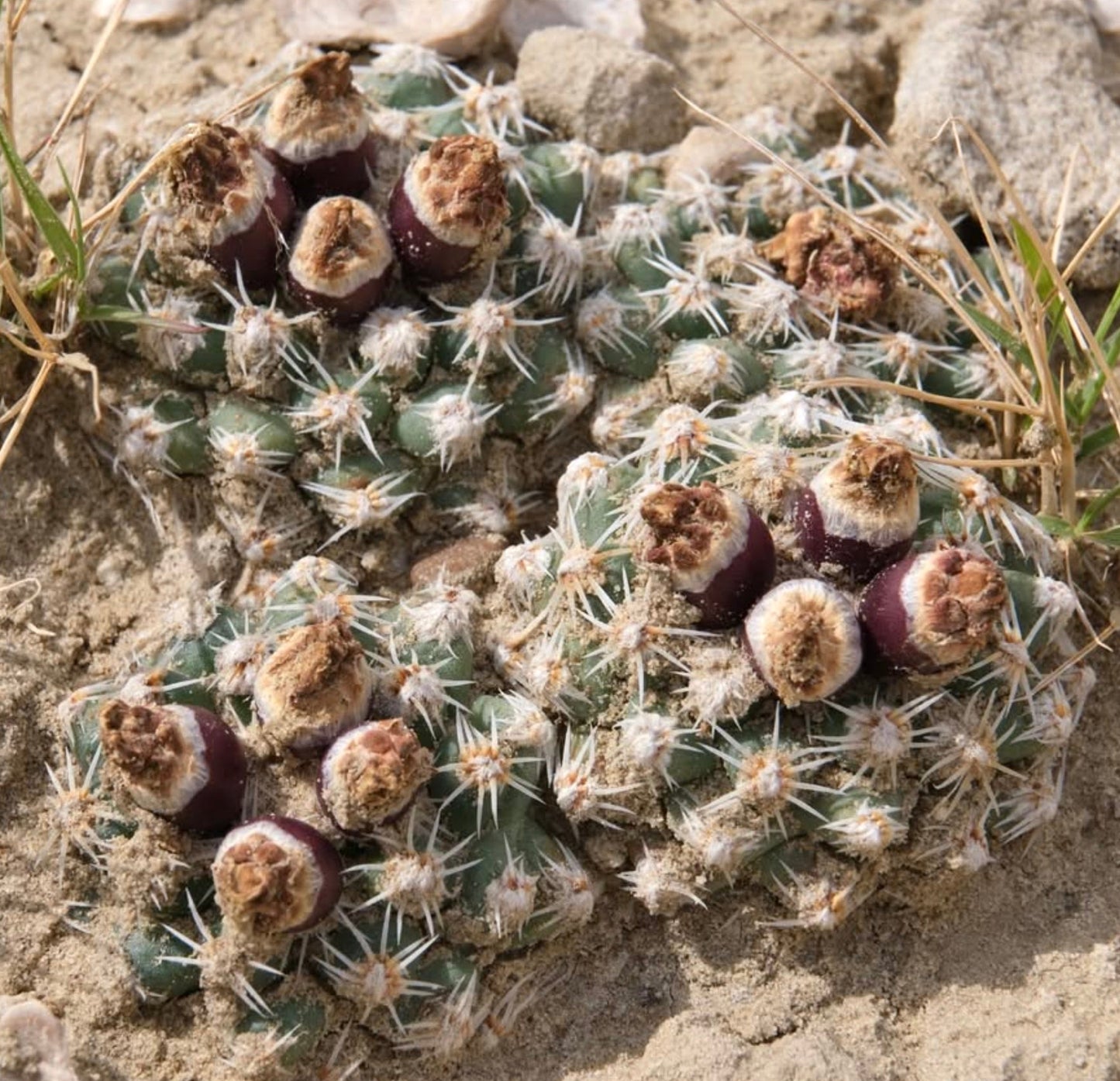 Pediocactus winkleri small green cactus with white spines and purple fruit in sandy soil