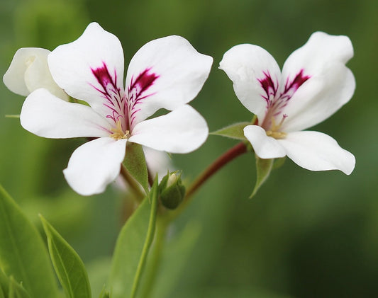 Pelargonium tetragonum white flowers with deep magenta markings and green foliage close-up