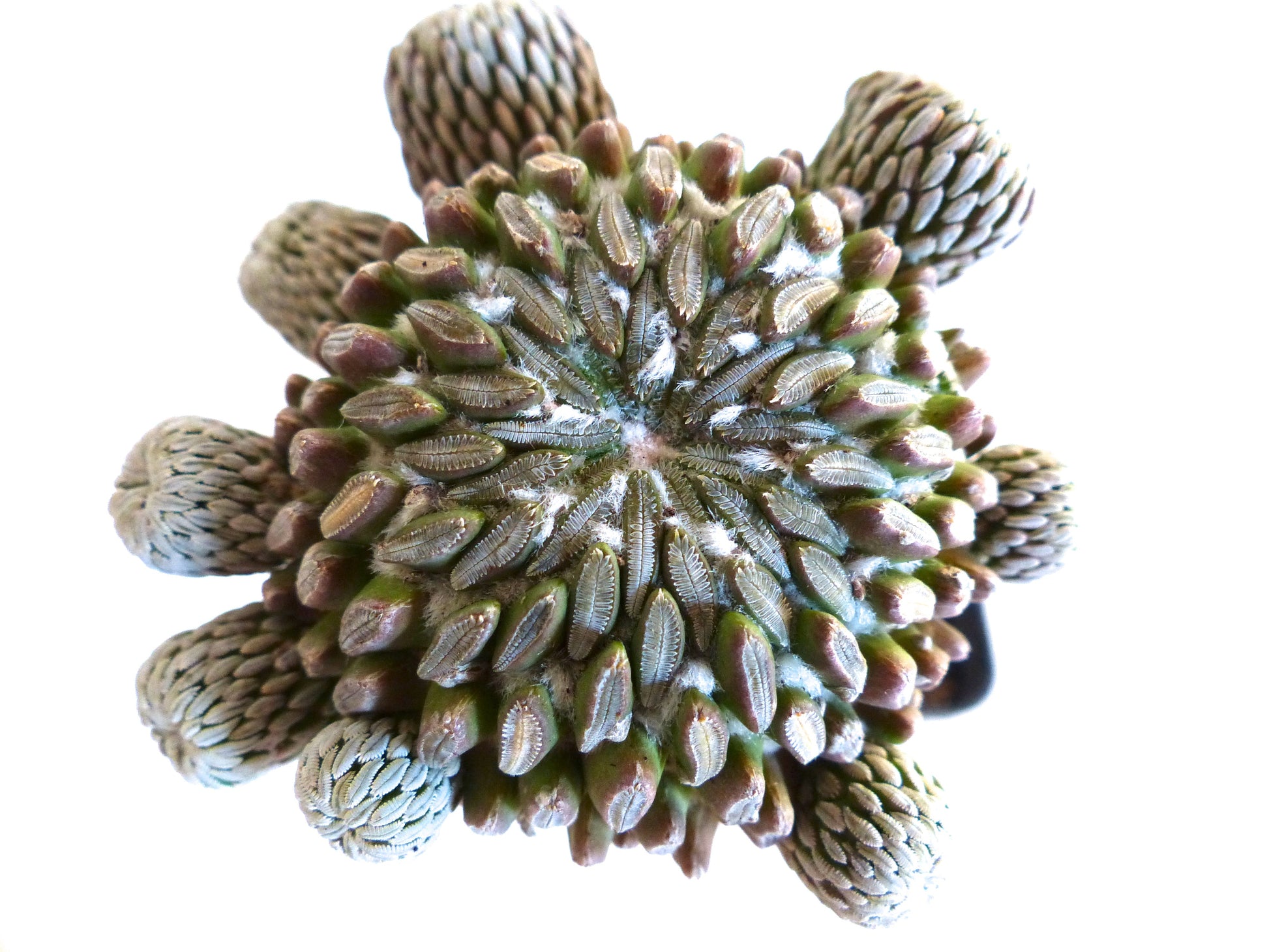 Pelecyphora aselliformis rare succulent cactus with segmented tubercles and woolly areoles