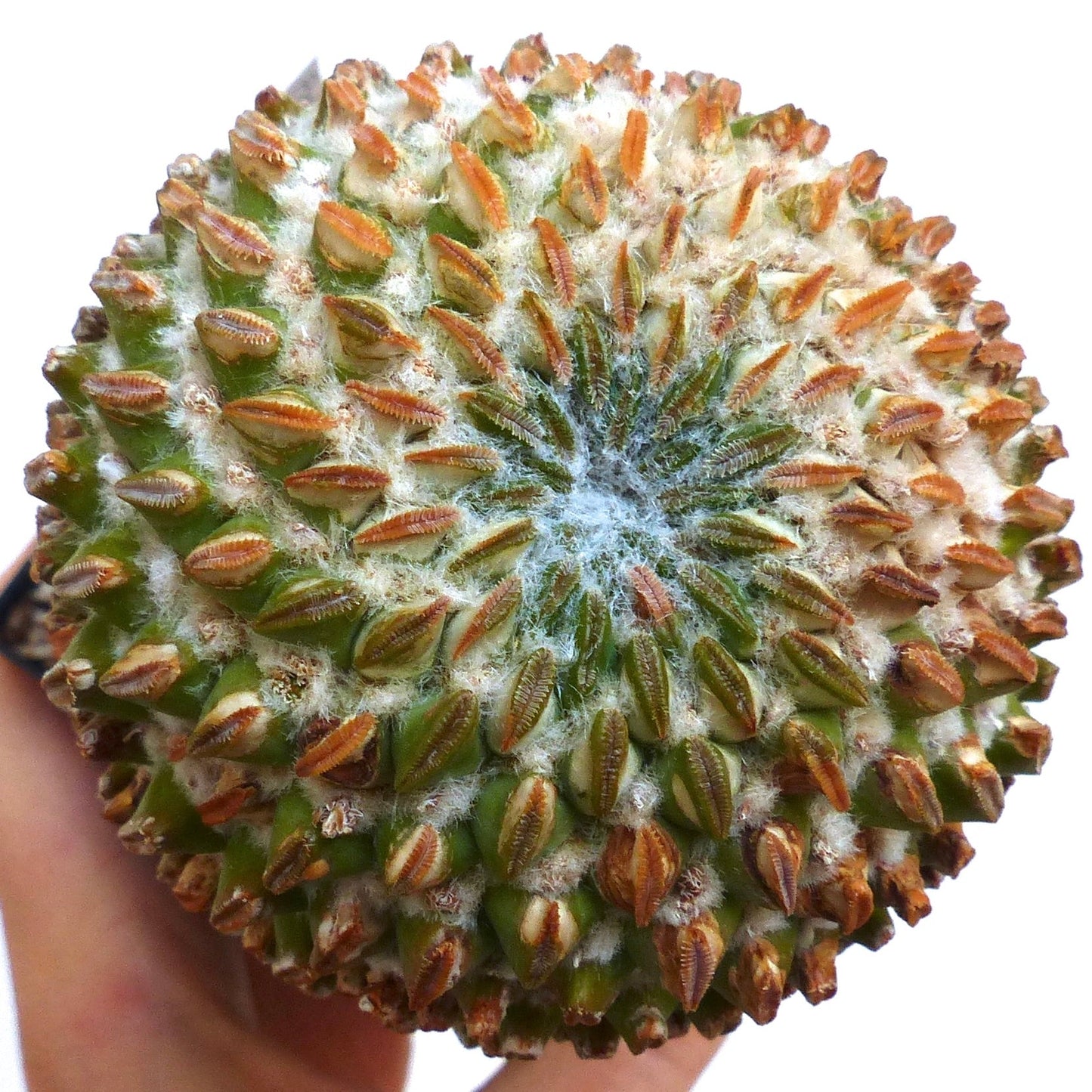 Pelecyphora aselliformis rare succulent cactus with dense white wool and orange spines