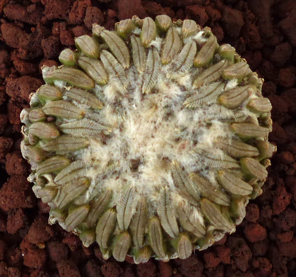 Pelecyphora aselliformis rare succulent cactus with segmented ribbed tubercles and woolly center