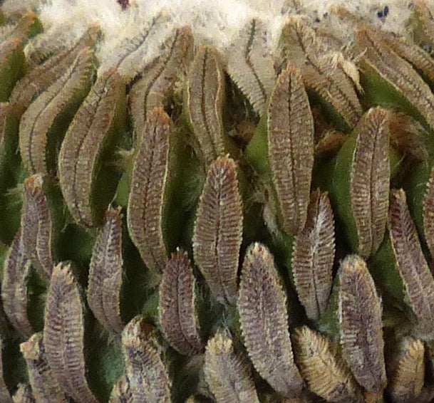 Pelecyphora aselliformis raro cactus succulento con tubercoli scanalati e strutturati in dettaglio ravvicinato