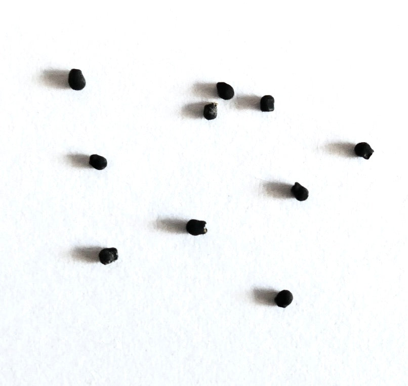 Pelecyphora valdeziana small black cactus seeds on white background
