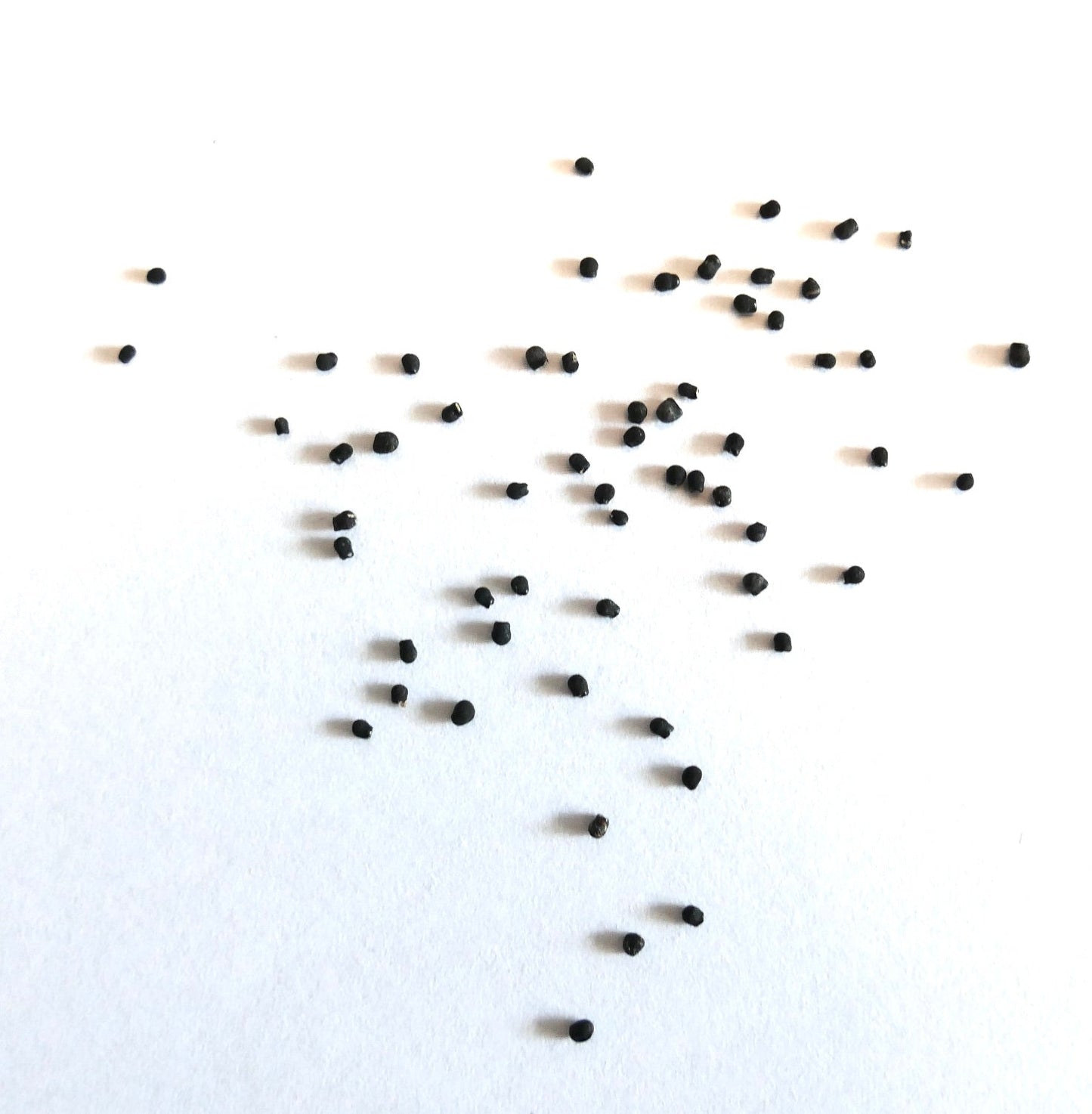 Pelecyphora valdeziana small black seeds scattered on white background for cactus propagation