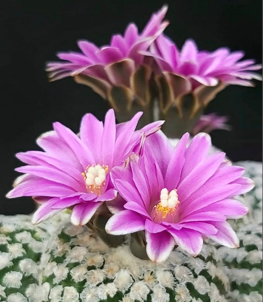 Cactus Pelecyphora valdeziana con fiori rosa vibrante e areole lanose bianche
