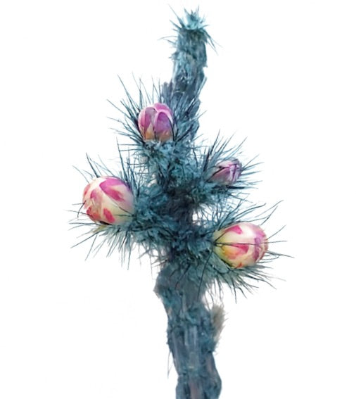 Peniocereus greggii rare cactus stem with pink flower buds and spiny texture