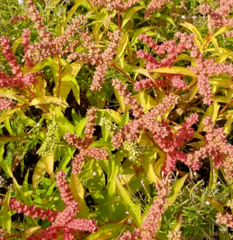 Penthorum sedoides flowering plant with yellow-green leaves and pink clustered flowers