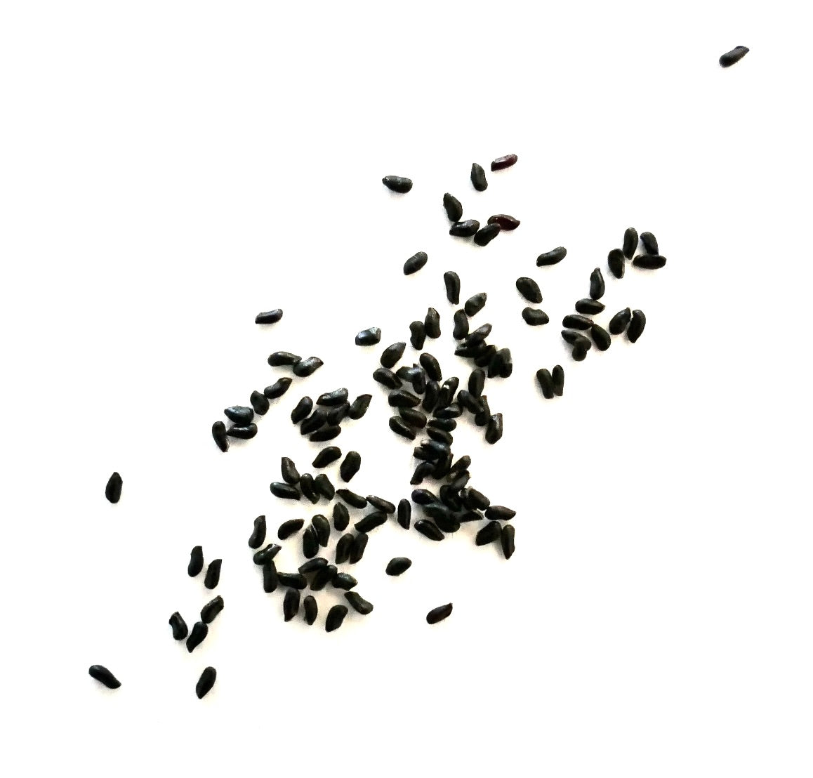 Pfeiffera mataralensis black seeds for succulent cactus propagation