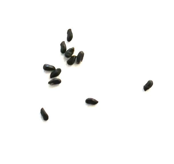 Pfeiffera mataralensis black seeds for rare succulent cactus propagation