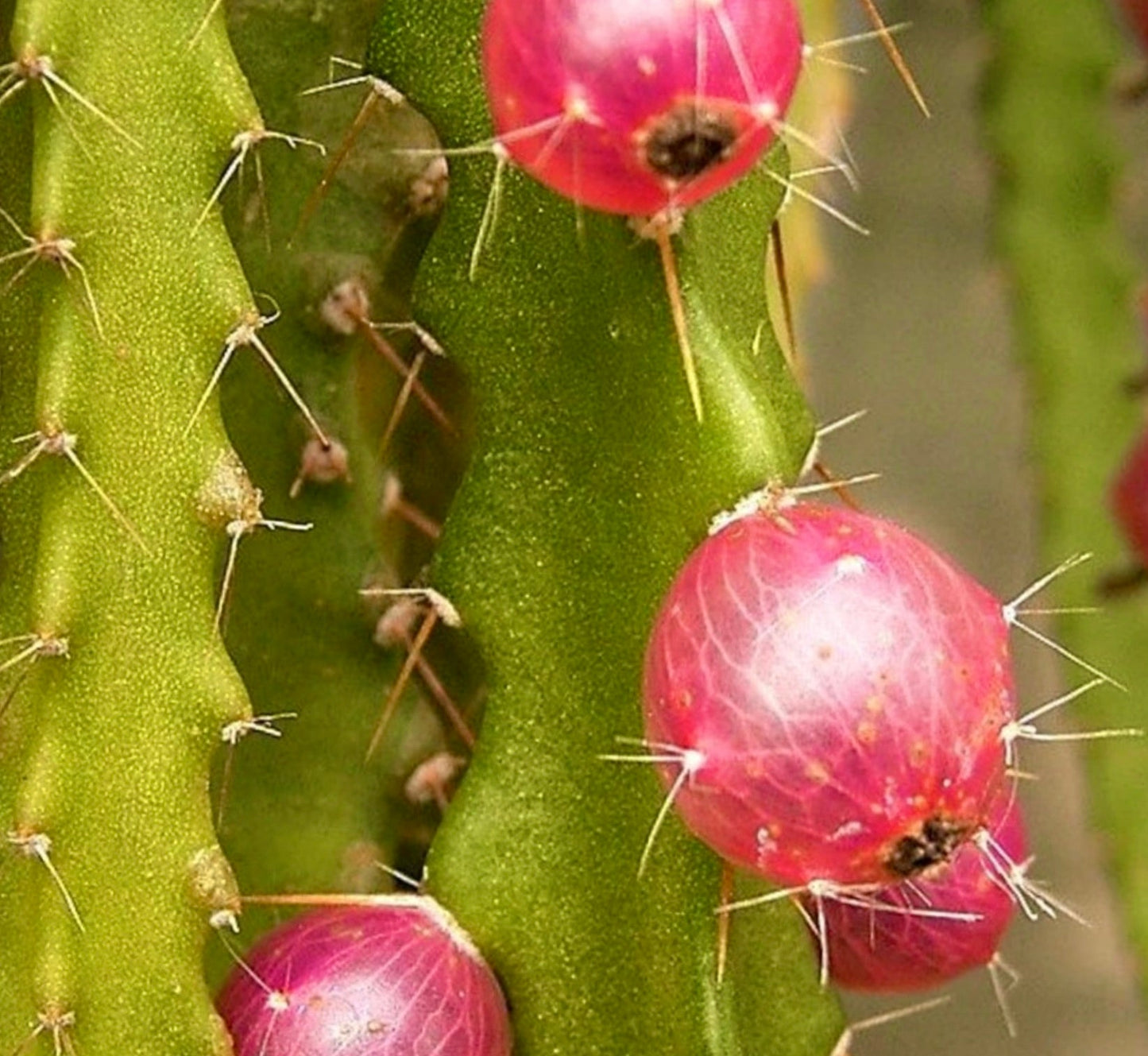 Pfeiffera mataralensis rare cactus with green stems and bright pink spiny fruits