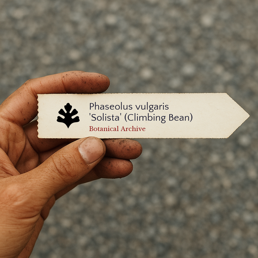 Phaseolus vulgaris 'Solista' | Climbing Bean | 300 SEEDS