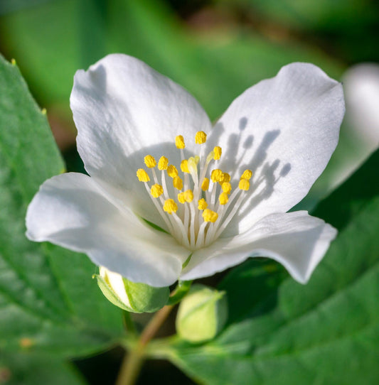 Fiore bianco di Philadelphus coronarius con stami gialli e foglie verdi in primo piano