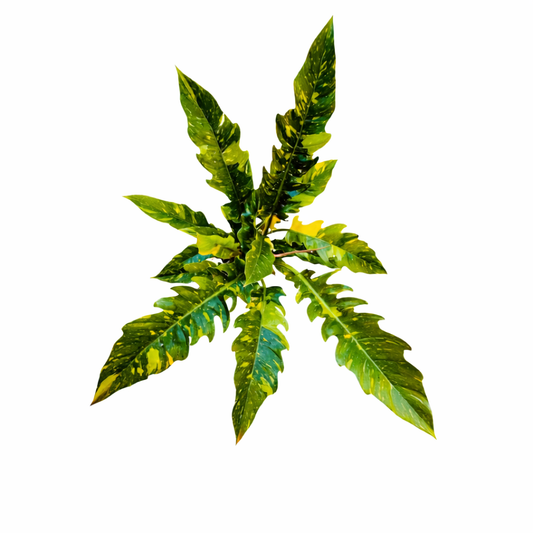 Philodendron cv 'Ring Of Fire' variegated tropical houseplant with elongated jagged leaves