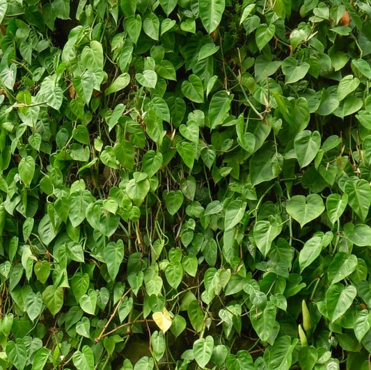 Philodendron scandens 10-12cm | Heartleaf philodendron