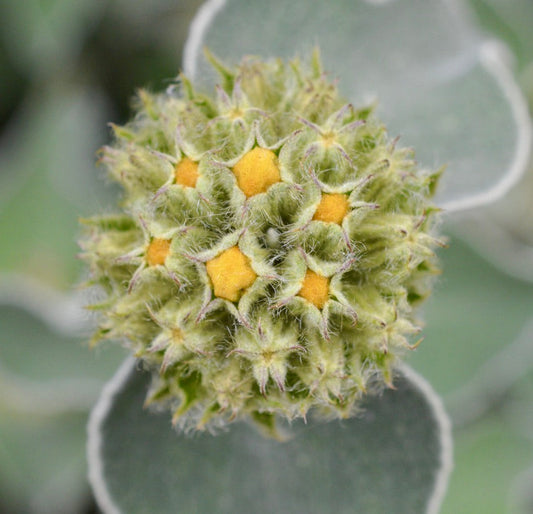 Phlomis fruticosa 10-15cm | Jerusalem sage | Shrubby phlomis