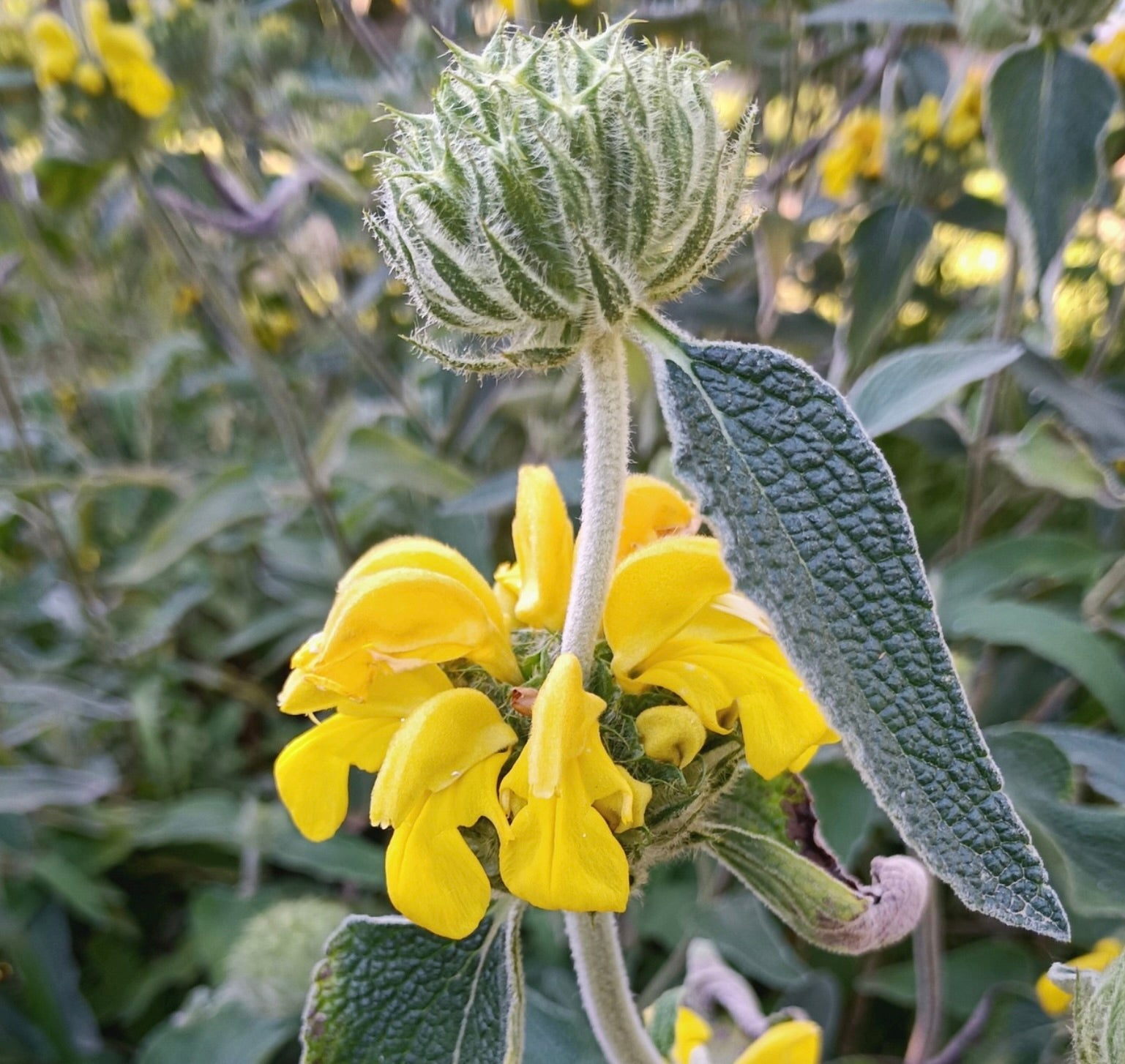 Phlomis fruticosa yellow flowering shrub with textured leaves and fuzzy stems
