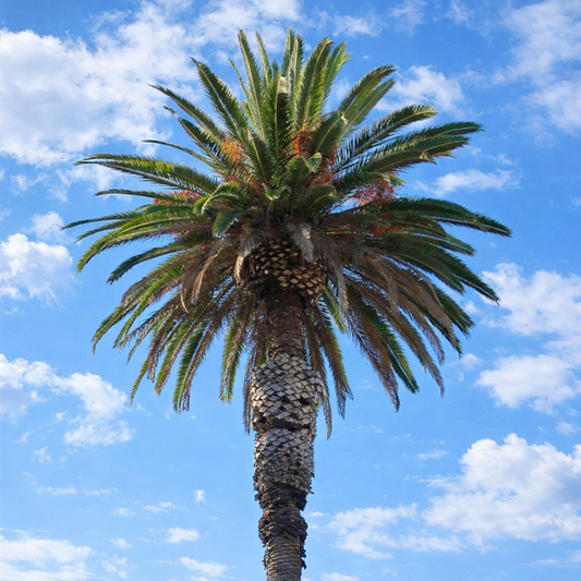 Phoenix andamanensis tall palm tree with green fronds and blue sky background