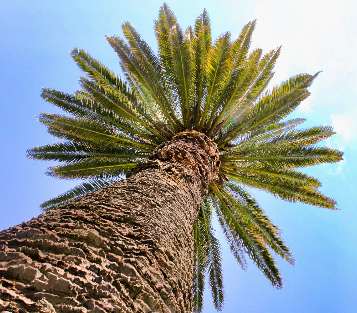 Phoenix canariensis tall palm with rough textured trunk and green feather-like fronds against blue sky